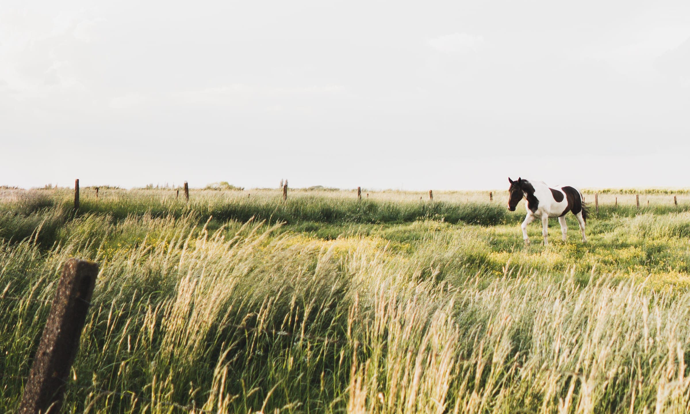 Horse in a meadow