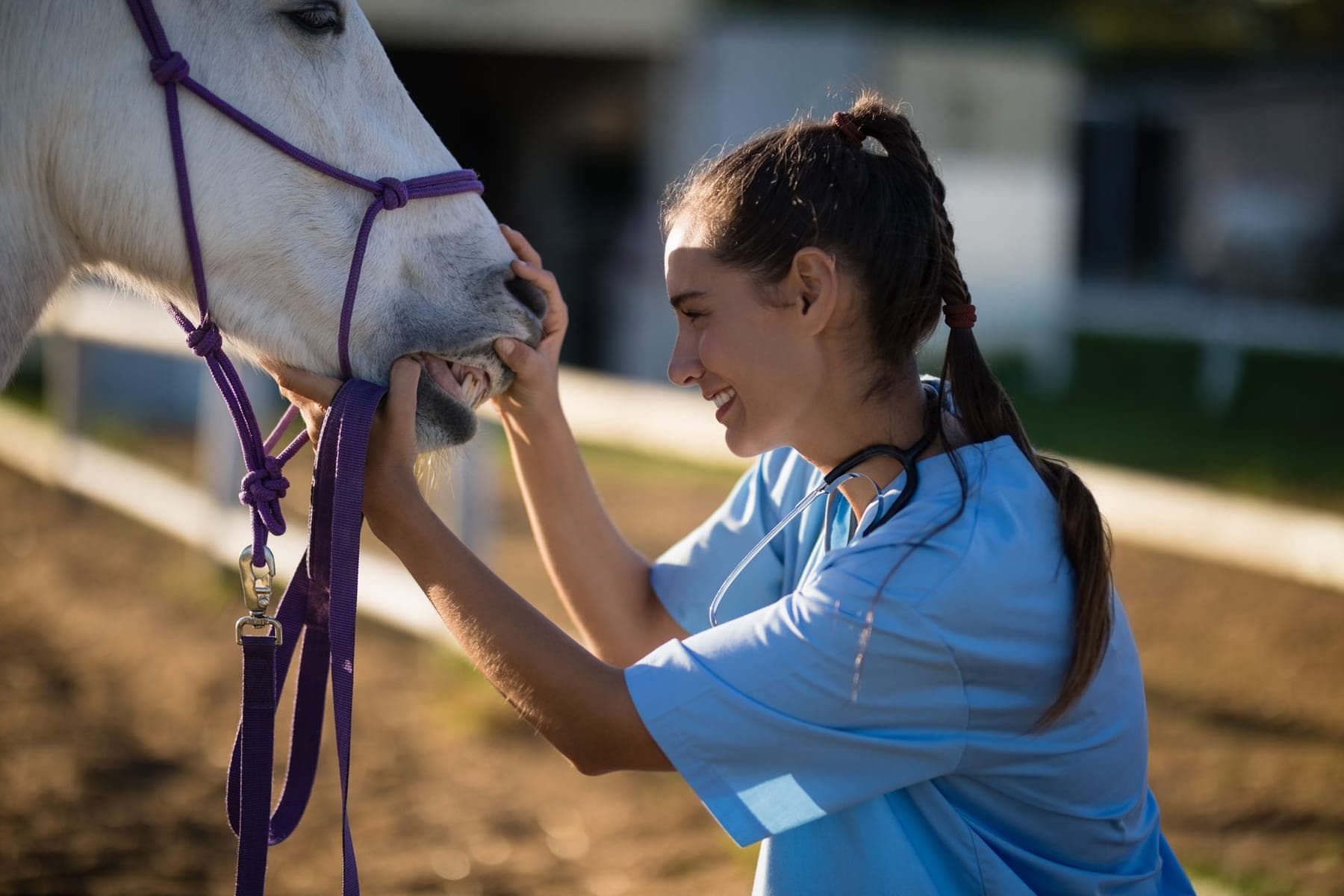 Professional at work with a horse